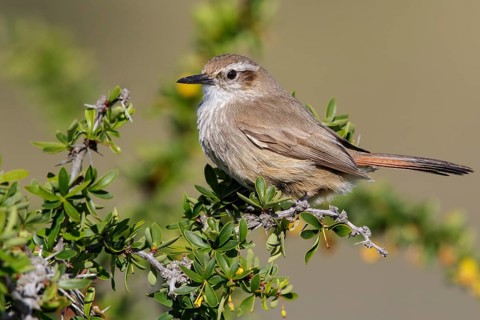 Band-tailed Earthcreeper (Ochetorhynchus phoenicurus) perched on a branch in Chile