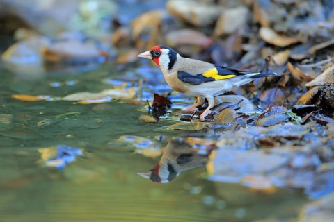 European Goldfinch (Carduelis carduelis) at waterhole, Andalusia, Spain