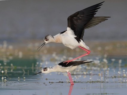 Black-winged Stilt (Himantopus himantopus) pair mating, Spain