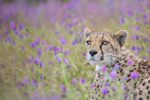 Cheetah (Acinonyx jubatus) captive, female, Castile-La Mancha, Spain