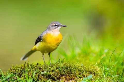 Grey Wagtail (Motacilla cinerea) hunting at a little lake in a swamp, wildlife, Germany