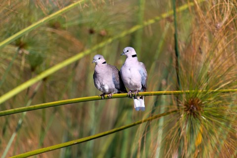 Woodpigeon, (Columba palumbus), pair, perch, Lake Naivasha, Kenya
