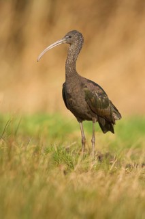 Glossy Ibis (Plegadis falcinellus), Drachten, Netherlands