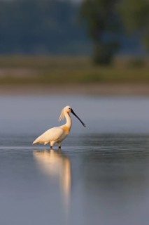 Eurasian Spoonbill (Platalea leucorodia), Lake Neusiedl, Austria