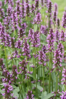 Common willow (Stachys officinalis)