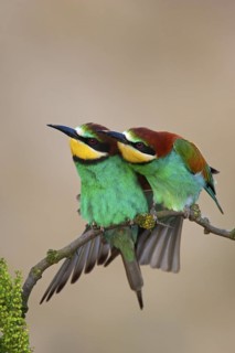 European Bee-eater (Merops apiaster), Lake Neusiedl, Austria