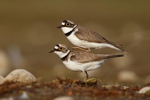 Little Ringed Plover (Charadrius dubius) pair mating, North Rhine-Westphalia, Germany