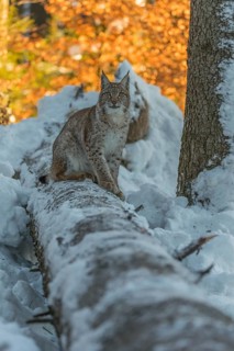 One young male Eurasian lynx, (Lynx lynx), balancing over a snow covered fallen tree in a forest in