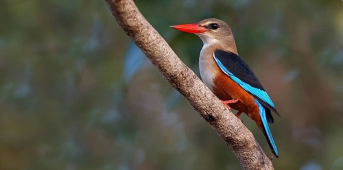 Grey-headed Kingfisher, Grey-headed Kingfisher, Tendaba camp Tendaba photo hid, Kwinella, South