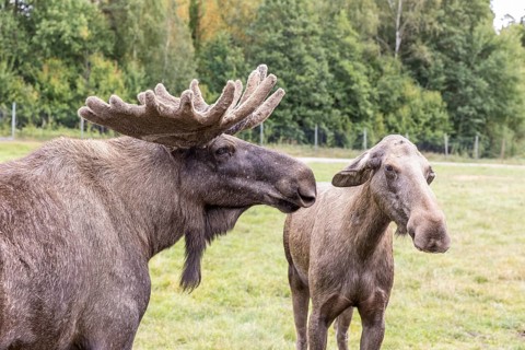 Moose (Alces alces), captive, moose safari in Virum Älkpark near Vimmerby, Kalmar län, Sweden