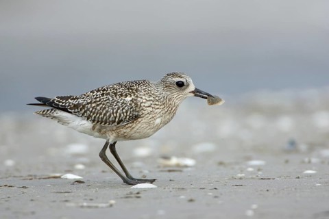Grey Plover (Pluvialis squatarola), Schleswig-Holstein, Germany