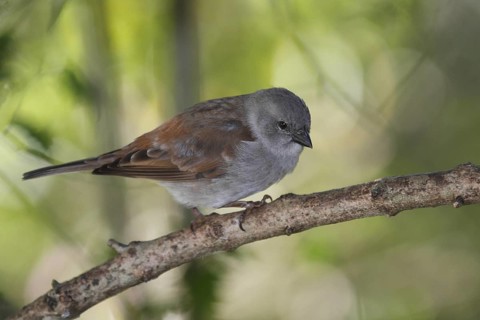 Northern Grey-headed Sparrow (Passer griseus), Masai Mara, Kenya