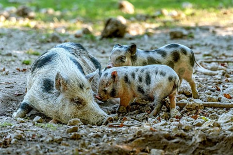 Pot-bellied pig (Sus scrofa f. domestica), large mother, sow, suckling newborn young, piglets, in