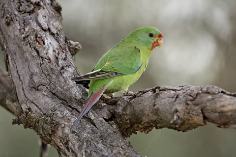 Swift Parrot (Lathamus discolor) juvenile, Australia