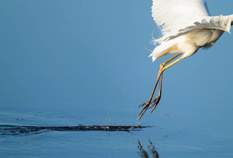 Great White Egret (Ardea alba) taking off from a lake, blue water, Lower Saxony, Germany