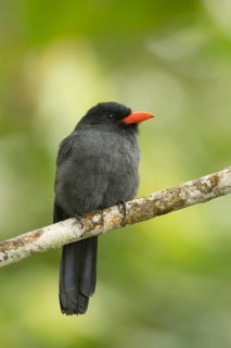 Black-fronted Nunbird (Monasa nigrifrons) perched on a branch in Ecuador, South America
