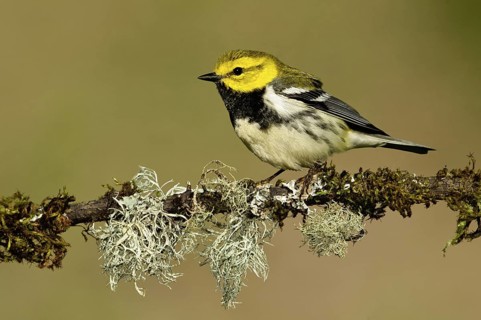 Black-throated Green Warbler (Setophaga virens), Texas, USA