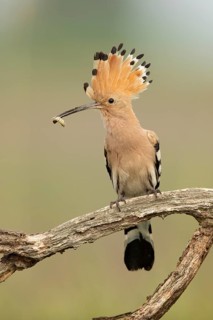 Eurasian Hoopoe (Upupa epops) perched on a branch with incect in its beak, Serbia