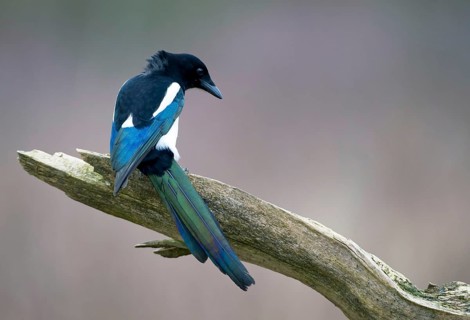 Eurasian Magpie (Pica pica), Saxony, Germany