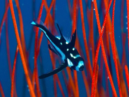Black and white striped yellow-eyed snapper (Macolor macularis) juvenile swimming in front of