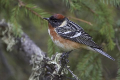 Bay-breasted Warbler (Setophaga castanea), Manitoba, Canada
