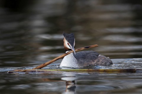 Great crested grebe (Podiceps cristatus) adult bird with a reed stem for nesting material on a lake