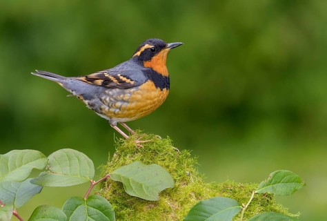 Varied Thrush (Ixoreus naevius), British Columbia, Canada