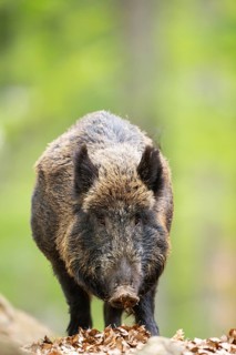 Wild boar (Sus scrofa) standing in a forest, Bavaria, Germany
