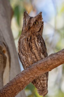 Eurasian Scops Owl (Otus scops), Lesvos, Greece