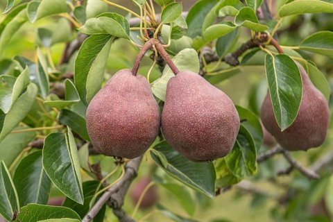 Pear (Pyrus communis 'Rote Williams Christ'), Bavarian Fruit Centre, Germany