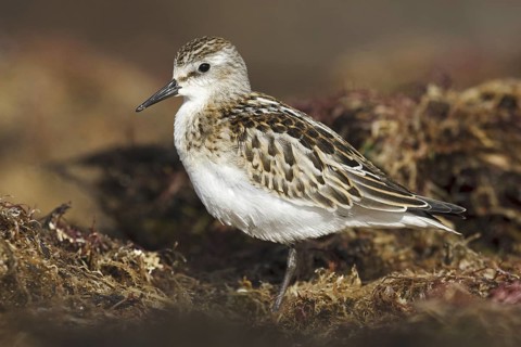 Little Stint (Calidris minuta), Asturias, Spain