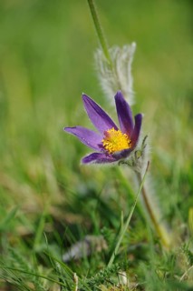 Close-up of a purple Pulsatilla flower with yellow centre in the grass, Pasque flower (Pulsatilla