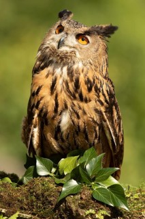 Eurasian Eagle-Owl (Bubo bubo) captive, Baden-Wuerttemberg, Germany