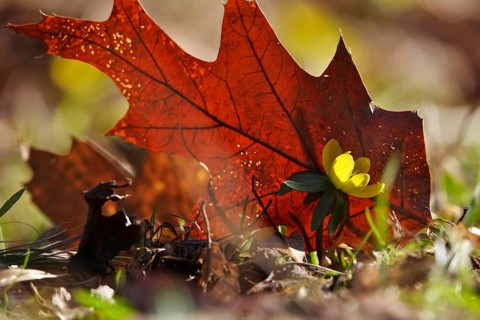 Winter Aconite, autumn leaf, winter, Germany