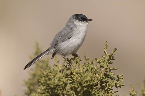 Black-tailed Gnatcatcher (Polioptila melanura) male, California, USA