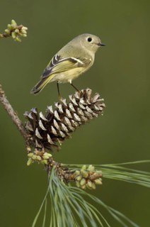Ruby-crowned Kinglet (Regulus calendula), Texas, USA