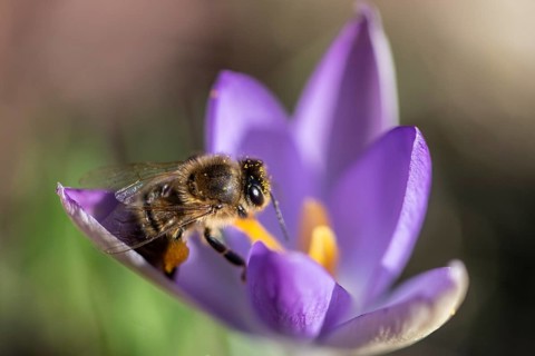 Honey bee (Apis mellifera) on elfin crocus (Crocus tommasinianus), Emsland, Lower Saxony, Germany