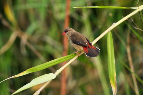Red Avadavat, Amandava amandava, USA, Hawaii, Hawaii Island