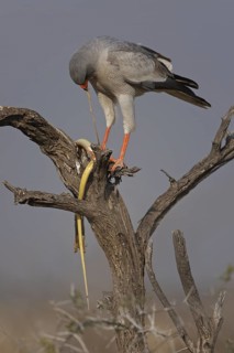 Pale Chanting Goshawk (Melierax canorus), Oshikoto, Namibia