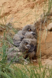 Eurasian Eagle-Owl (Bubo bubo) juvenile, North Rhine-Westphalia, Germany
