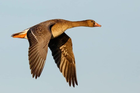 Greater White-fronted Goose (Anser albifrons) juvenile flying, North Rhine-Westphalia, Germany
