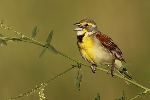 Dickcissel (Spiza americana) singing, Ohio, USA