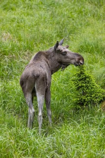 One adult male moose or elk, Alces alces, grazing on a meadow with tall fresh green grass, eats
