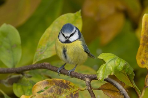 Blue tit (Cyanistes caeruleus) adult garden bird in a Magnolia tree with autumn colour leaves,