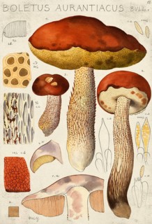 Mushroom, fungi, Boletus aurantiacus, syn. Leccinum leucopodium, Leccinum rufum or aspen red cap,