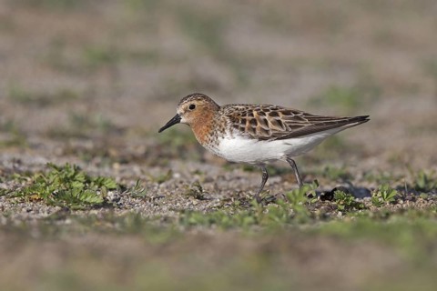 Red-necked Stint (Calidris ruficollis) foraging, Dornod Province, Mongolia