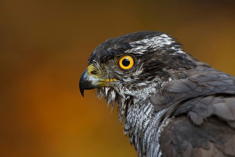 Northern Goshawk (Accipiter gentilis) female, Utrecht, Netherlands