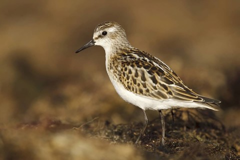 Little Stint (Calidris minuta), Asturias, Spain