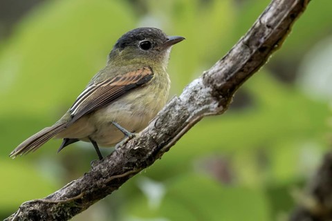 Barred Becard (Pachyramphus versicolor) perched on a branch in southern Ecuador