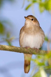 Common Nightingale (Luscinia megarhynchos), Baden-Wuerttemberg, Germany